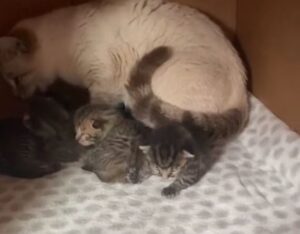 Portano un gattino orfano a mamma gatta e lei fa la cosa più dolce: lo accetta subito come se fosse suo