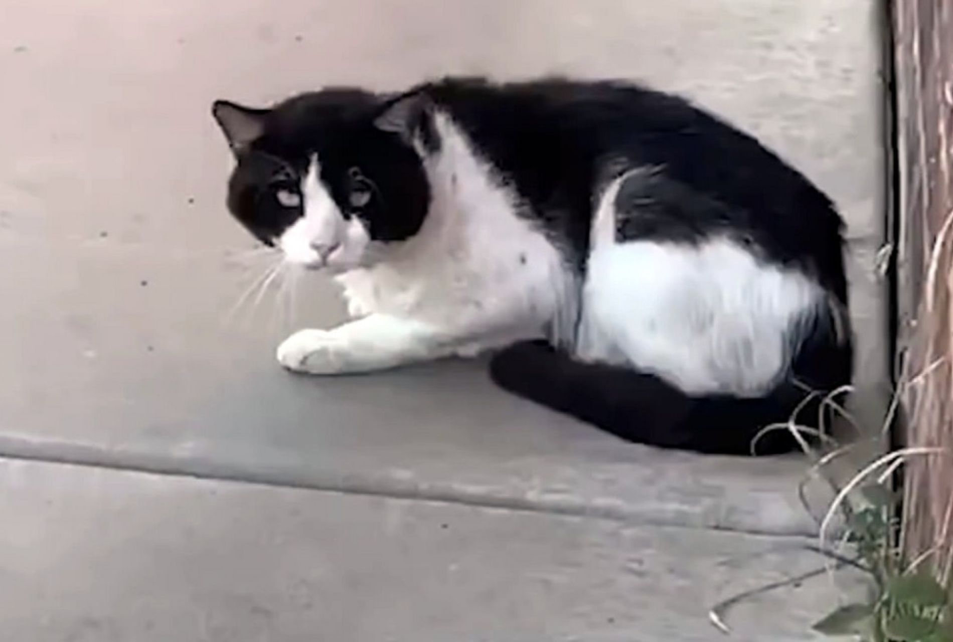 gatto abbandonato in veranda