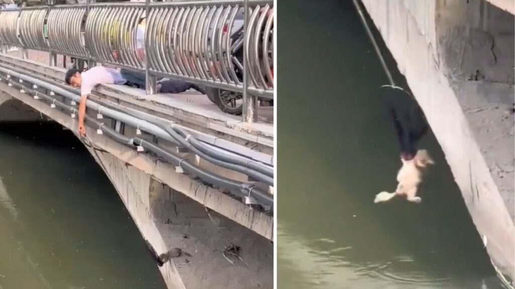 gattino sotto ad un ponte