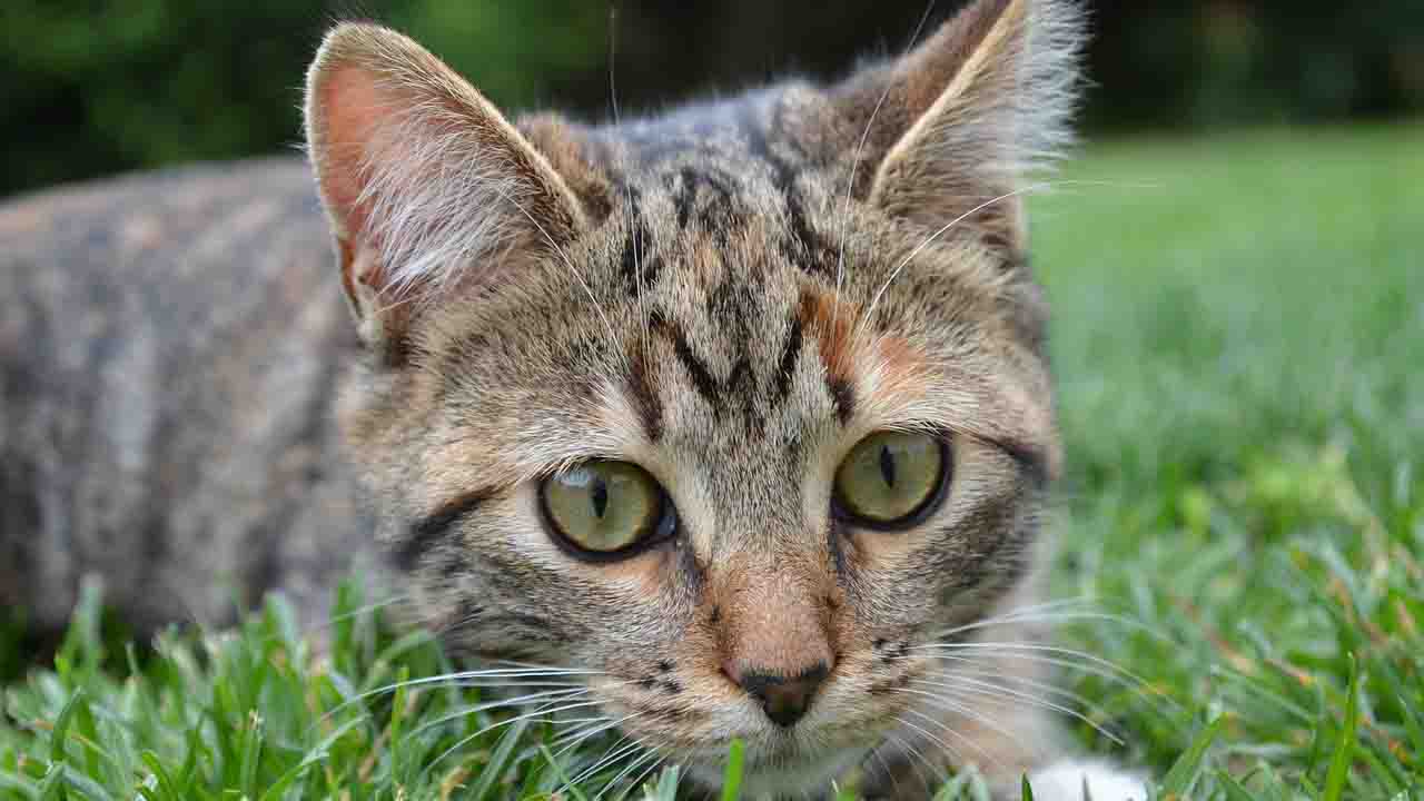 Gatto nel giardino