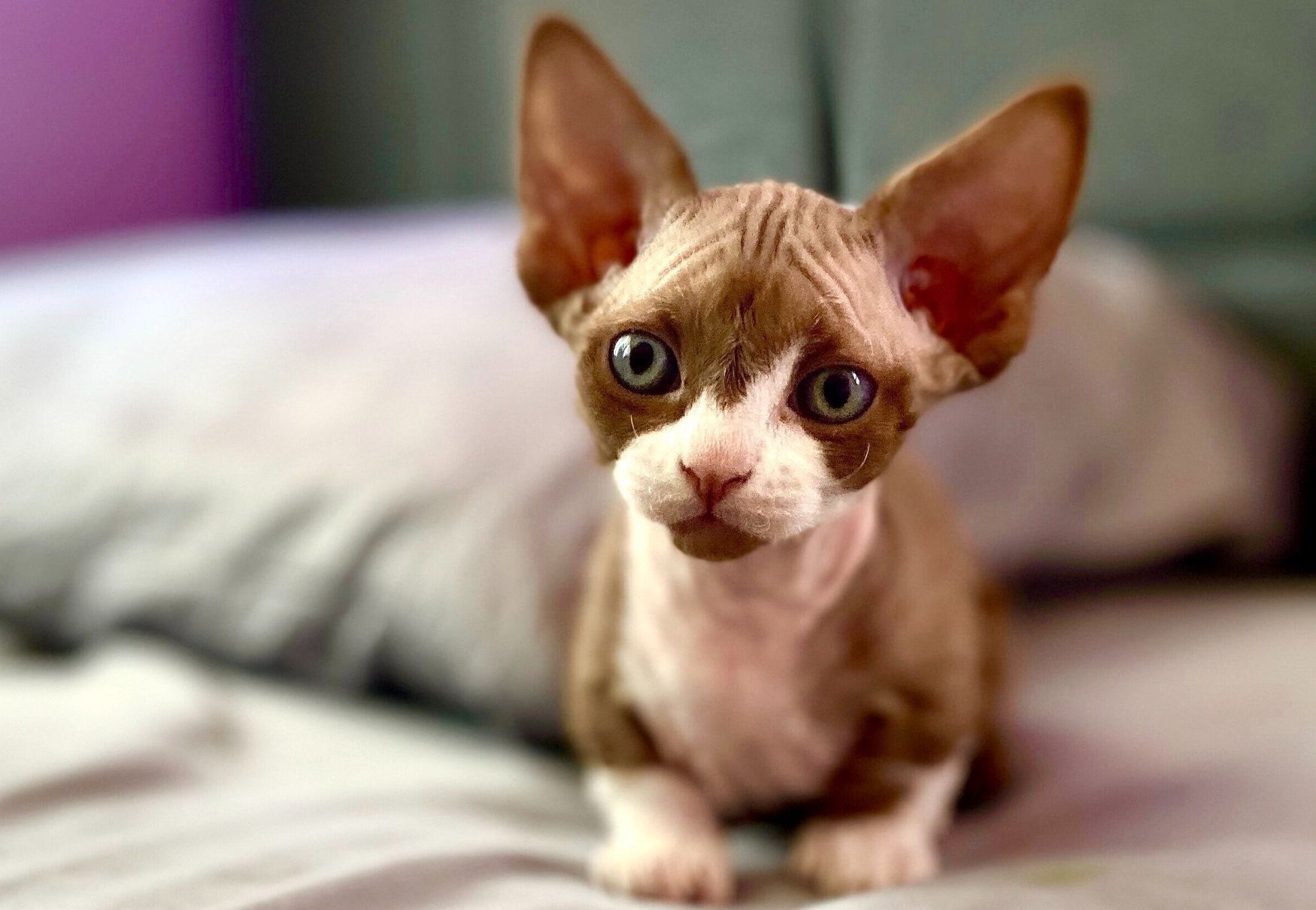 gatto bambino sul letto