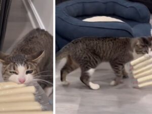 Non nasconde certo le sue preferenze: questo gatto ha fatto capire a tutti cosa gli piace, aggiudicandosi un soprannome speciale