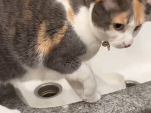 Un vero attore: questo gatto finge di avere la zampetta rotta per ottenere tutte le attenzioni dei suoi padroni