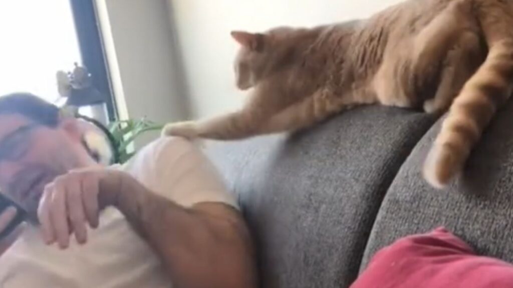 gatto sullo schienale del divano