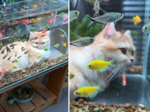 Fish and chill: la filosofia del relax di questo gatto è davvero da imitare