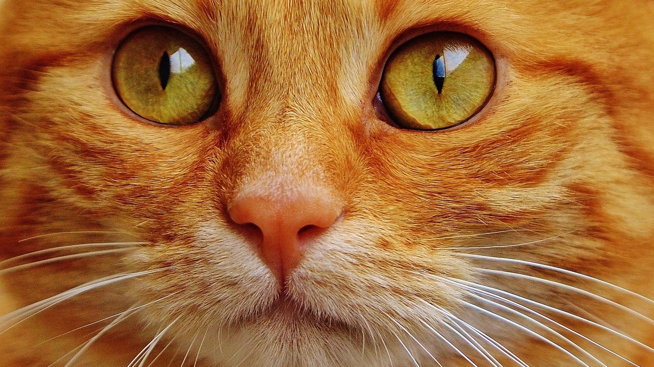 Occhi verdi del gatto rosso