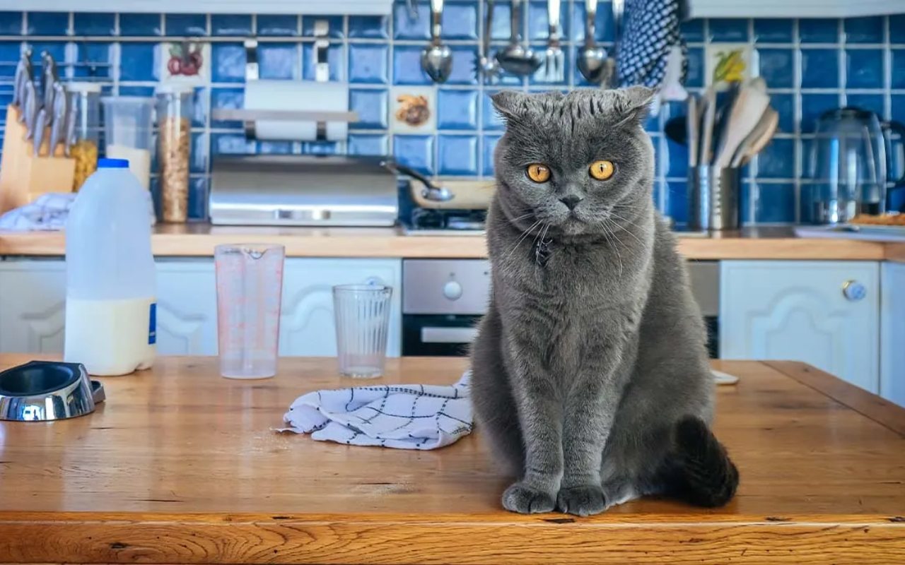 gatto sul tavolo della cucina