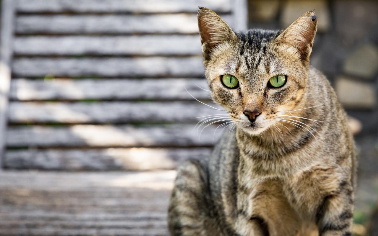 gatto in giardino