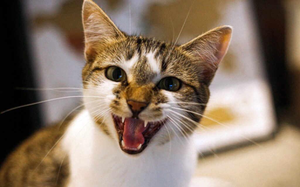 BeliceWeb.it - Cibi pasquali che il gatto non può mangiare