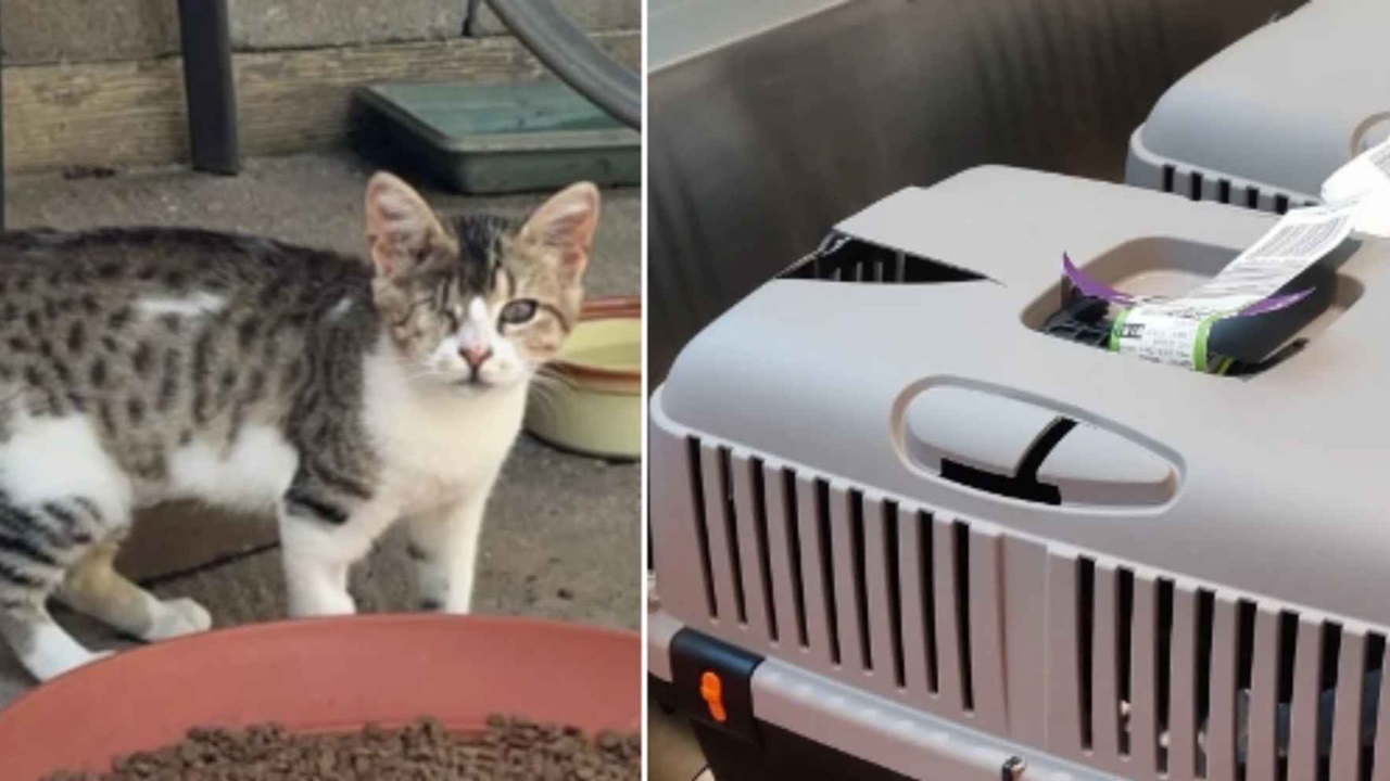 Gatto nel trasportino in aereo