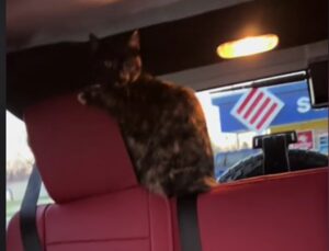 Gatto clandestino sul sedile posteriore: donna lo scopre fermandosi a fare benzina
