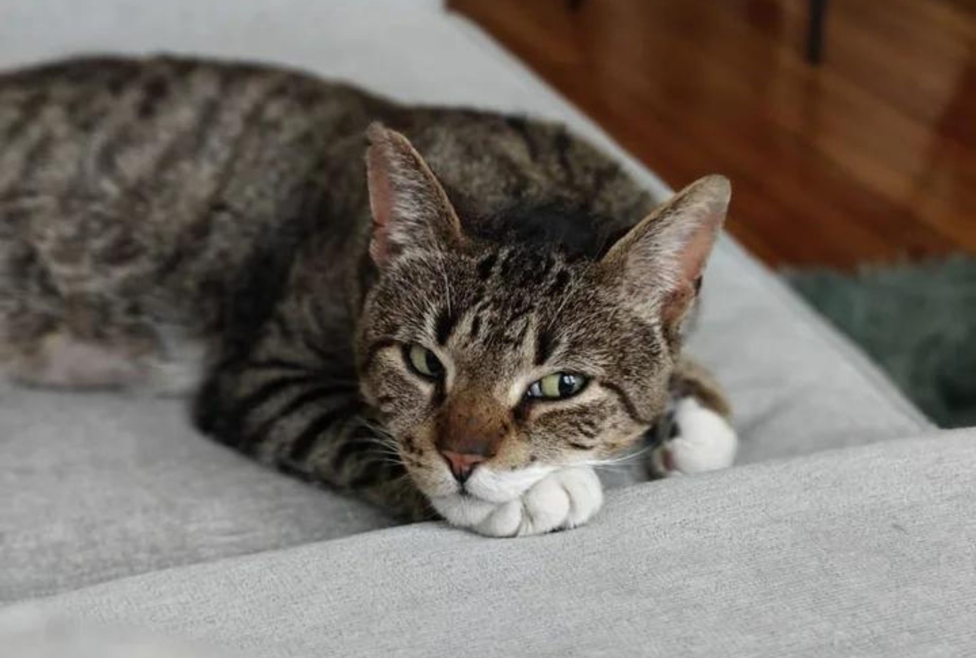 gatto dona fiducia ad una persona