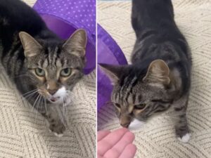 Lo hanno riportato al rifugio dopo soli quattro giorni, ma ora questo gatto ha finalmente trovato la sua casa per la vita