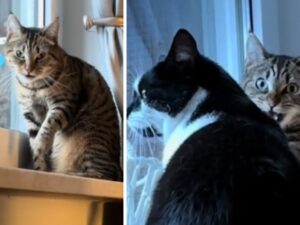 Il modo in cui il gatto affronta lo starnuto del suo padrone ha scatenato i commenti più esilaranti: “Che drammatico”