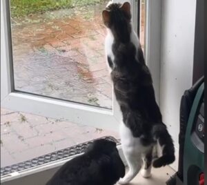 Gatto impedisce al coniglio di uscire sotto la pioggia: il divertente video