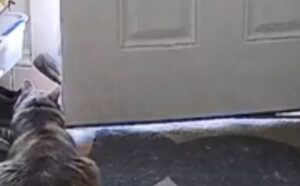 Questo gatto è intransigente: non ha alcuna intenzione di far rientrare il padrone in casa senza preavviso