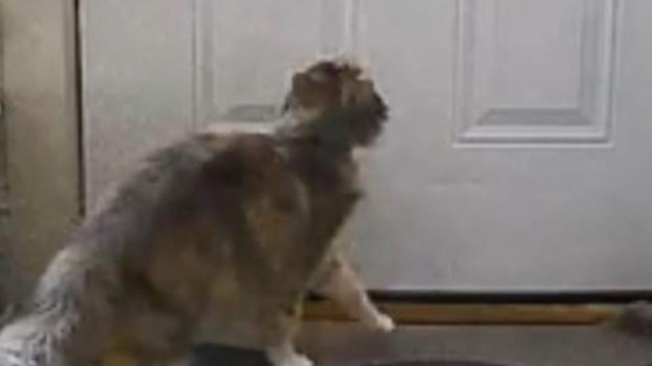 gatto alla porta