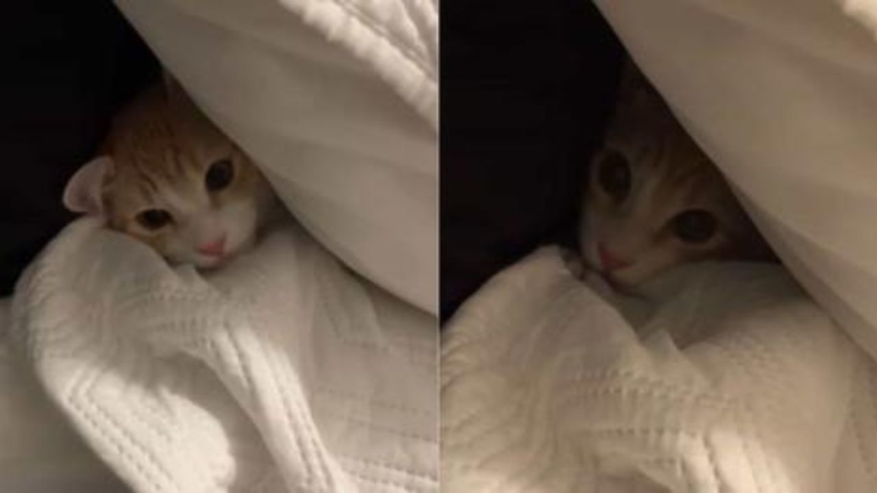 gatto miagola sotto il cuscino