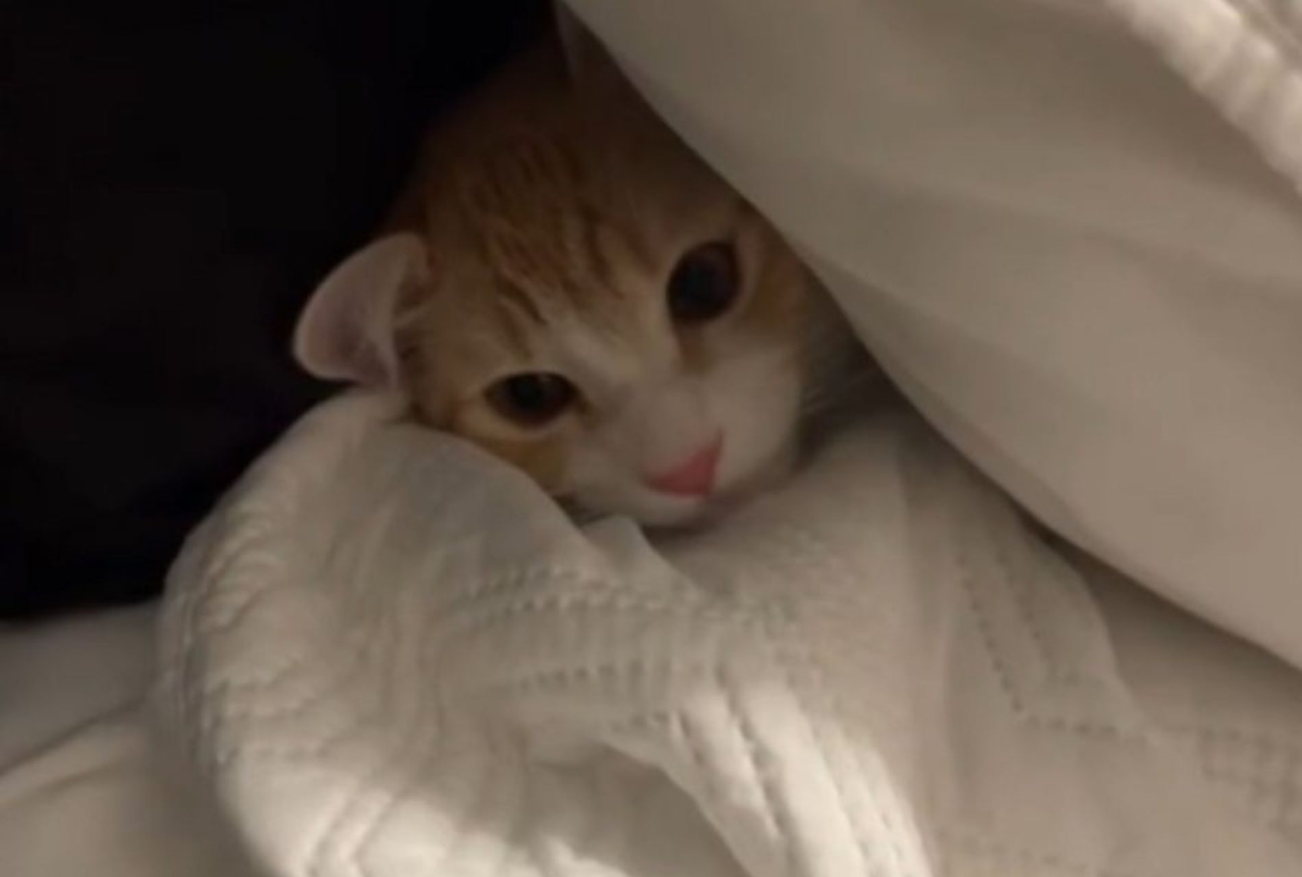 gatto miagola sotto il cuscino