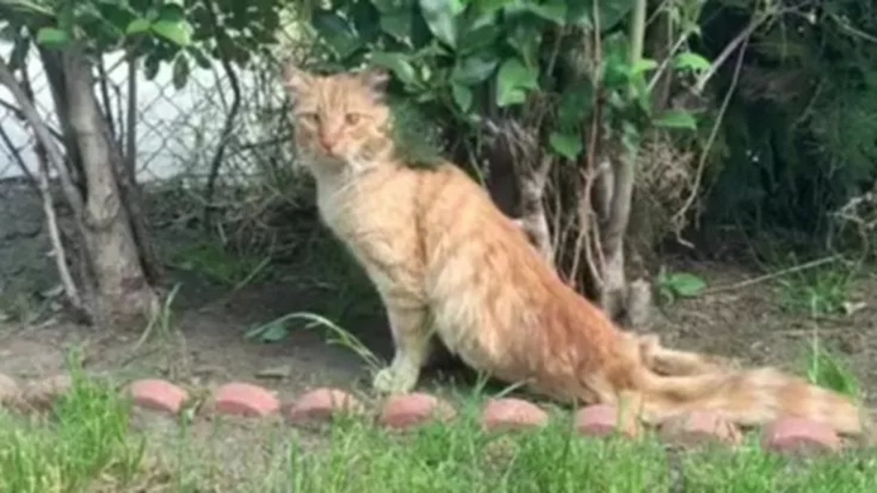 Gatto non può più camminare