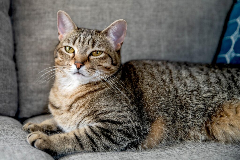 Il gatto può mangiare la pasta fatta in casa?