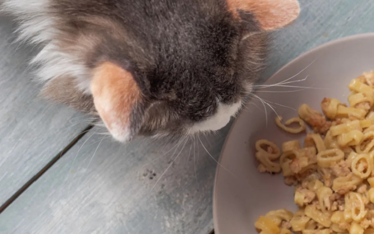 gatto mangia la pasta