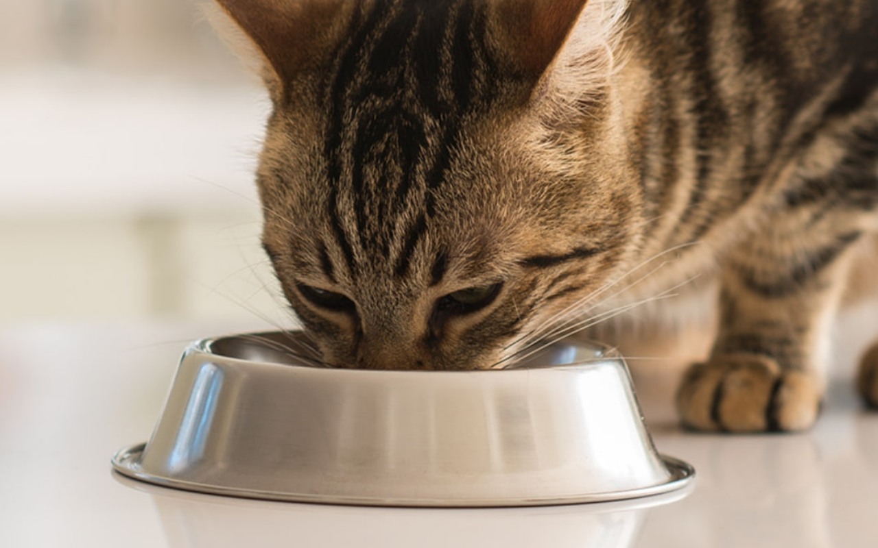 gatto mangia dalla ciotola