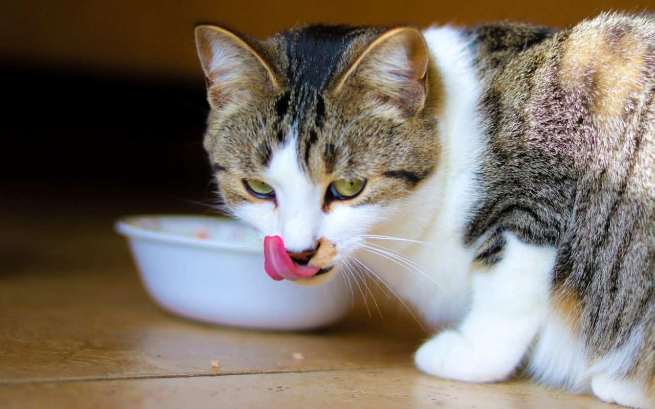 gatto che mangia la pappa