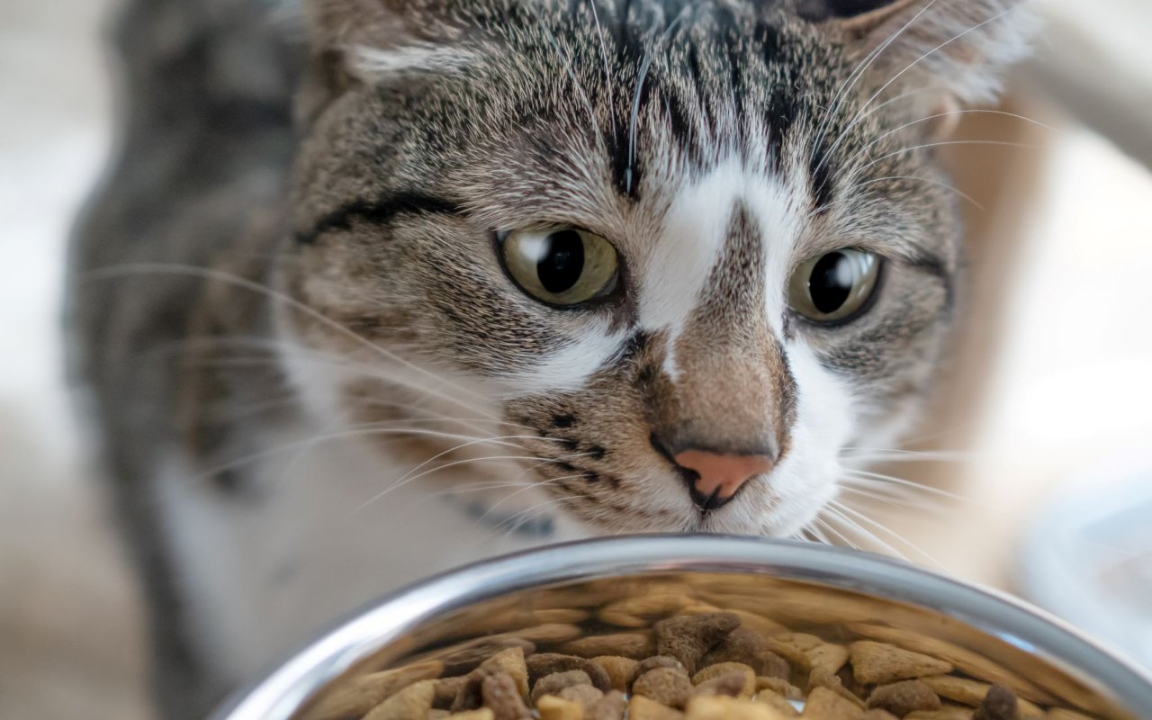 gatto che guarda la sua ciotola