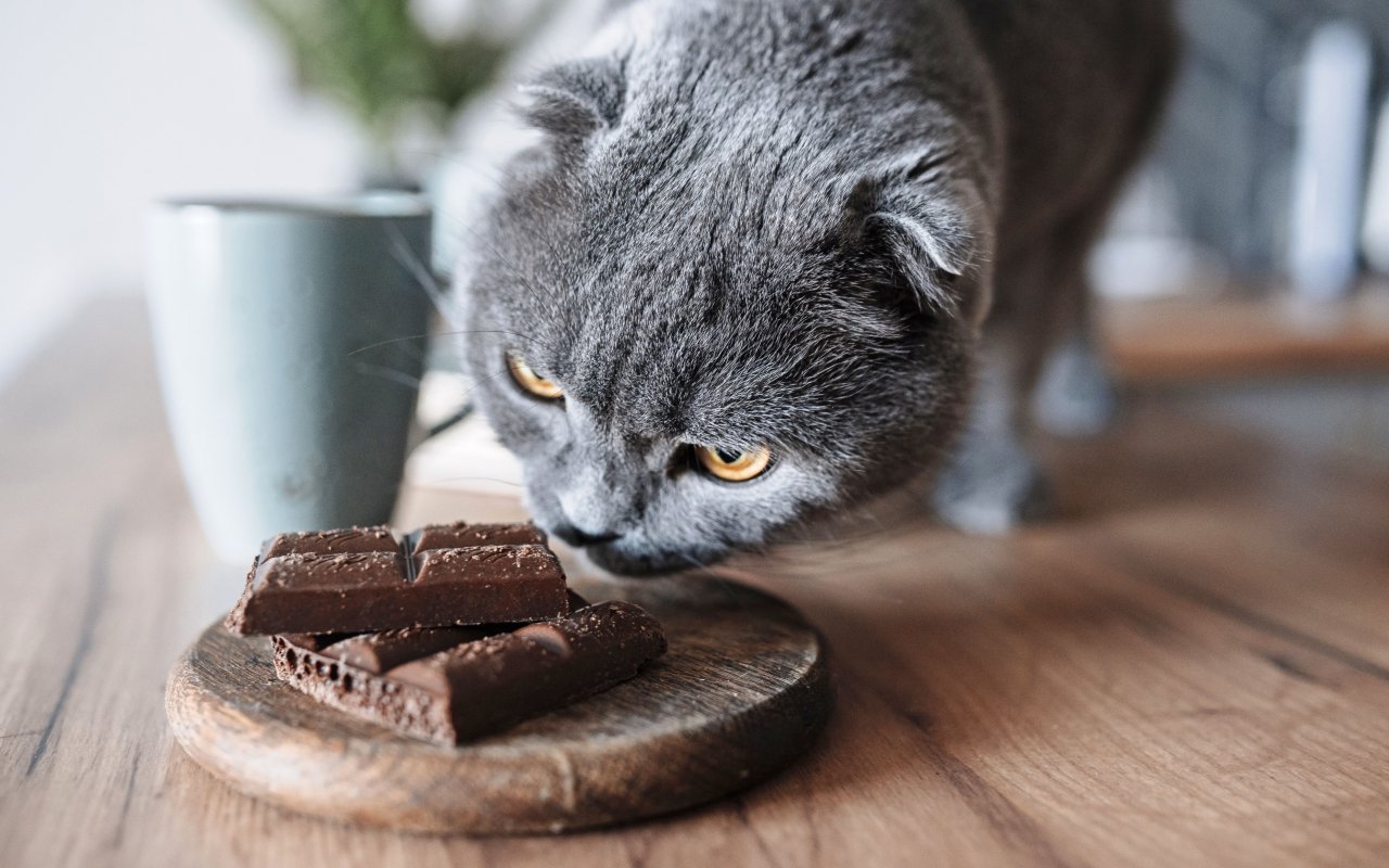 gatto annusa il cioccolato