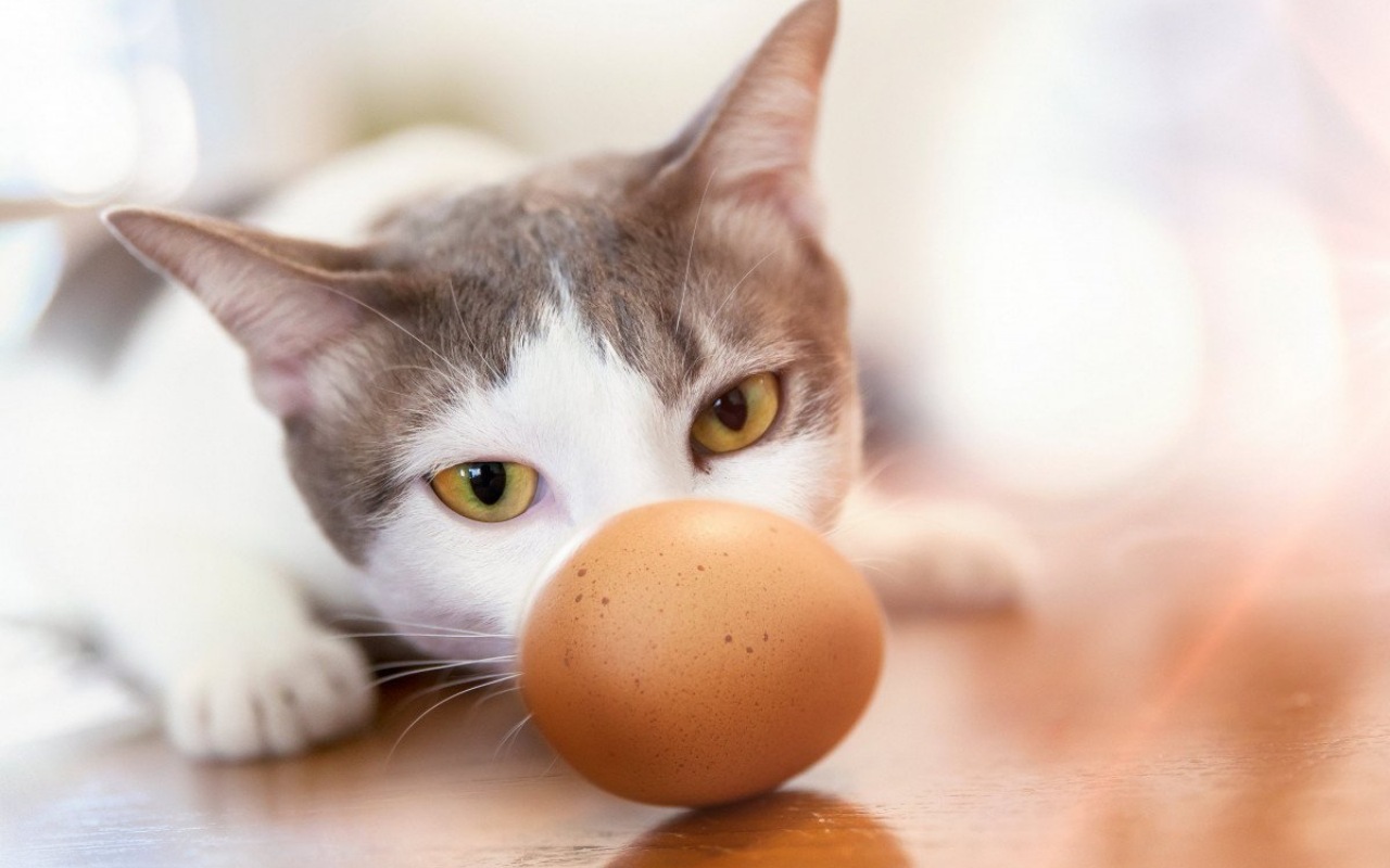 gatto annusa un uovo crudo