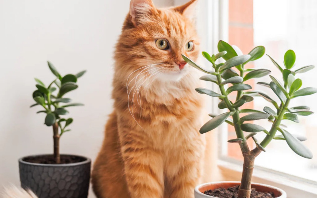 gatto tra due piante