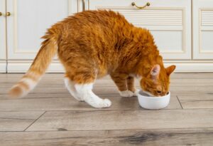 Il gatto può mangiare il casatiello?