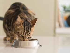 Il gatto può mangiare la colomba?