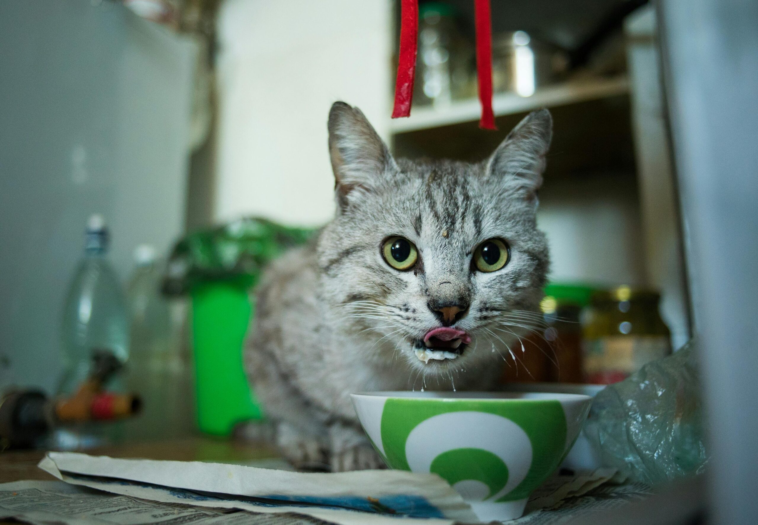 gatto beve latte
