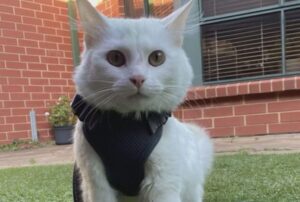 I suoi proprietari lo hanno abbandonato, ma per questo bellissimo gatto bianco il miracolo è alle porte