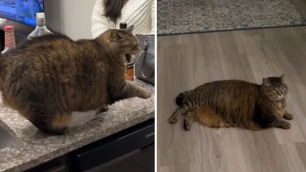 gatto in sovrappeso