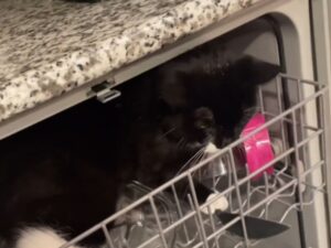 La donna sente un strano rumore provenire dalla lavastoviglie e sì, il responsabile era proprio un gatto
