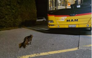 Gatto soriano viaggia da solo in autobus in Svizzera