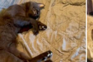 Trovano il gatto che fa un pisolino sul divano, ma c’è un problema: loro non avevano mai preso un gatto