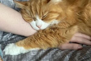 Il gatto timido e spaventato si trasforma nel micio più dolce e affezionato grazie a tutto l’amore dei suoi nuovi padroni