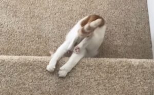 Questo gatto “incontra” per la prima volta la moquette e il suo modo di affrontarla è tutto da ridere (VIDEO)