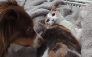 Il gatto vede arrivare in casa il nuovo cane e decide che è arrivato il momento di “far causa” ai suoi genitori umani (VIDEO)