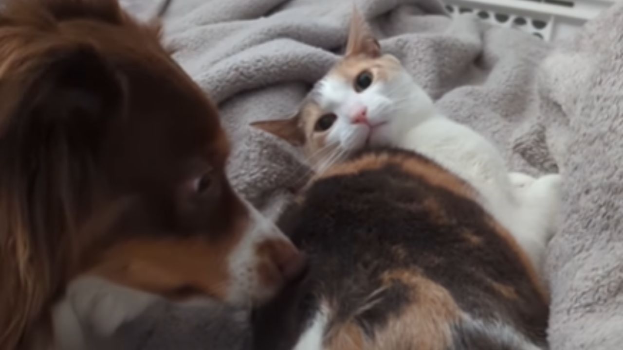 gatto vs cane