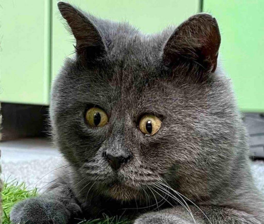 un gatto adulto grigio