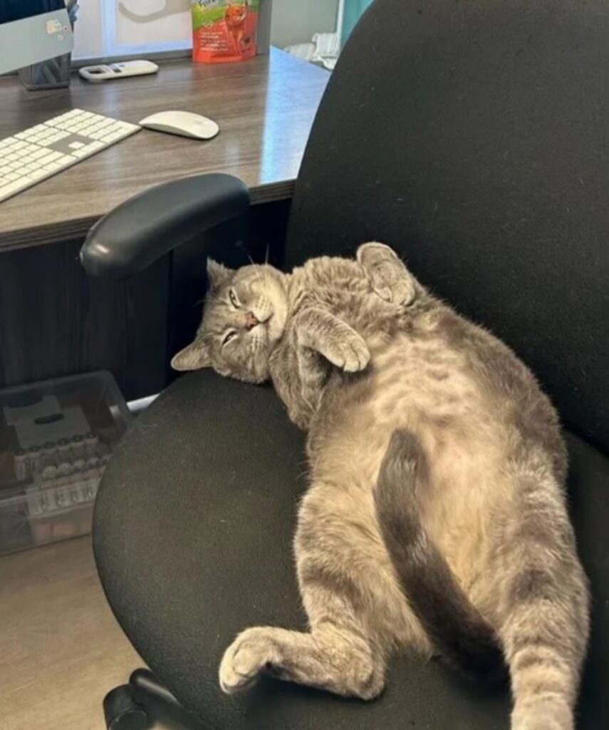 un gatto su una sedia