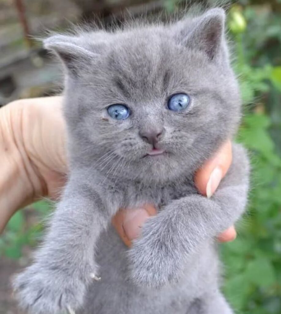 un gattino piccolo grigio