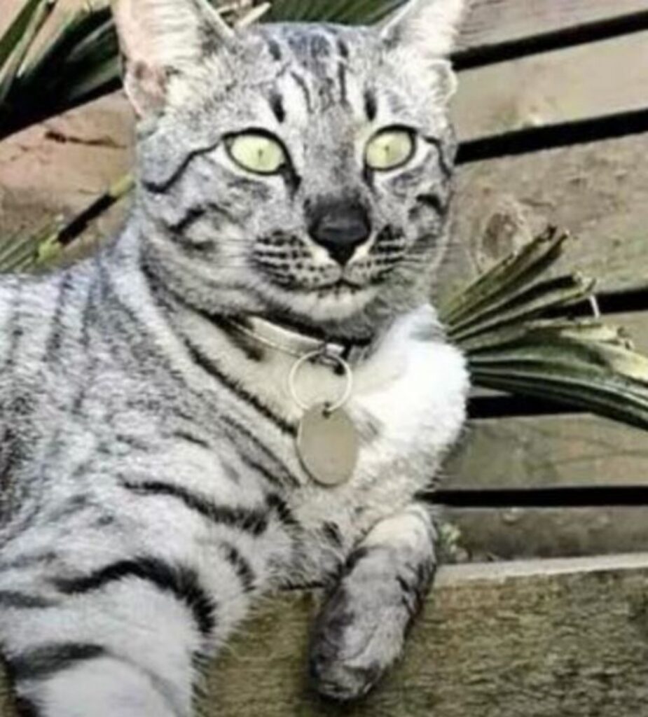 un gatto grigio di nome Luiss