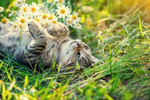 Malattie primaverili del gatto: quali sono e come evitarle