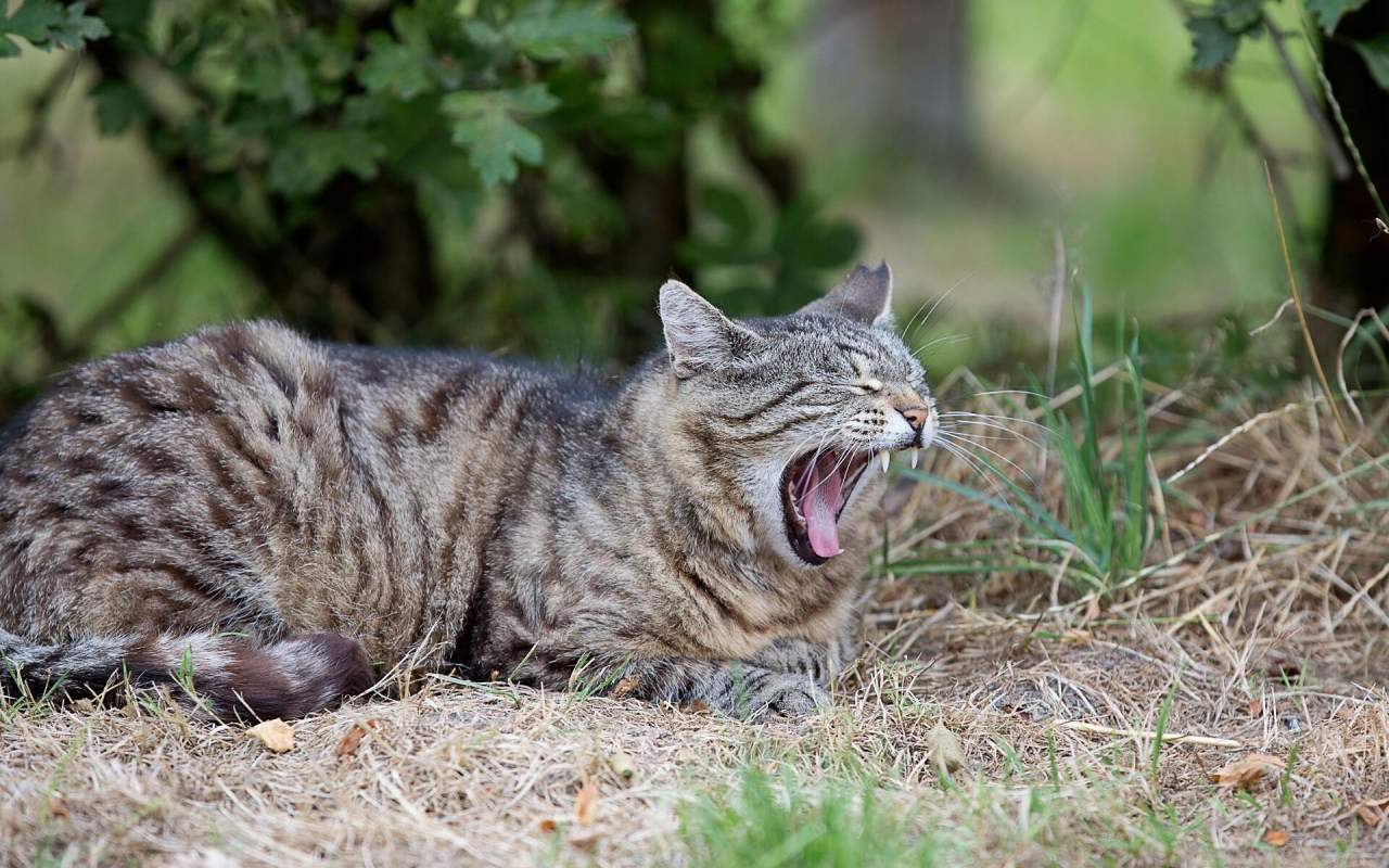 gatto che sbadiglia